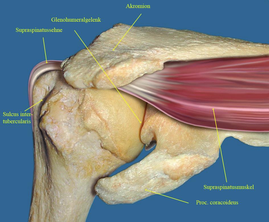 Schultergürtelmuskeln sind solche, die Bewegungen des Schulterblattes bewirken.