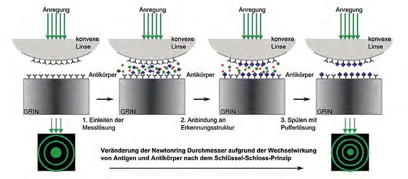 Gesundes Leben Abbildung 3: Mikroresonator mit immobilisierten Fängermolekülen (z. B. Antikörper). Links: Newtonringe der reinen Antikörper mit Pufferlösung.