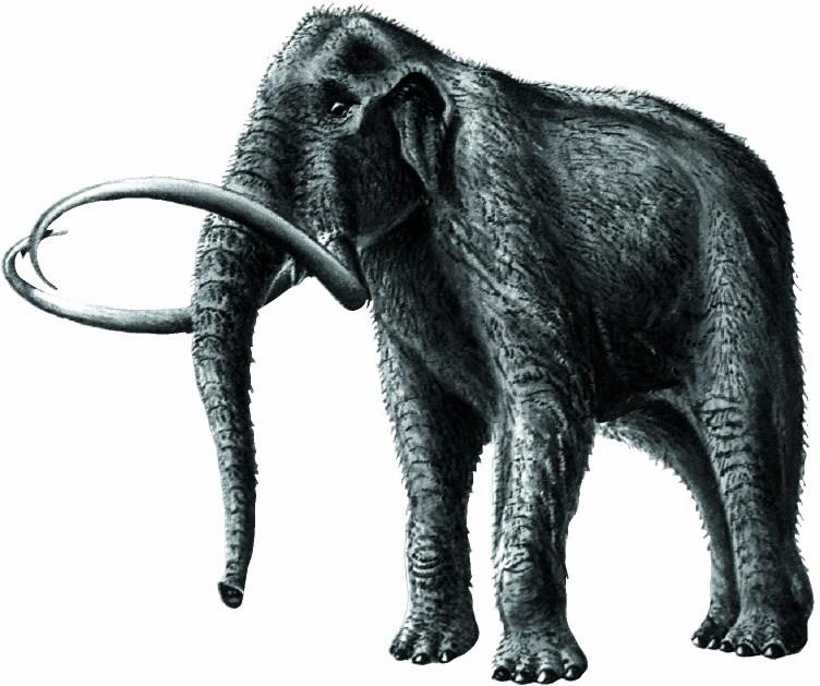Dinosaurier-Fossil 3D Mammut Der Mammuthus Columbi breitete sich im späten Pleistozän von Asien, über die Beringstraße als Landbrücke, nach Nordamerika aus.