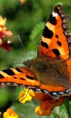 Schmetterlinge als Indikatoren für den Klimawandel? Foto: Walter Müller, Niederzissen 20.11.