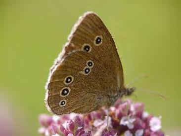 Schmetterlinge als Indikatoren für Klimawandel und Artenvielfalt?