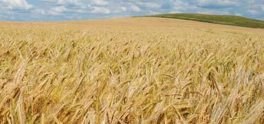 Globale Nahrungssicherung für eine wachsende Weltbevölkerung I. Flächenbedarf der Ernährung II.