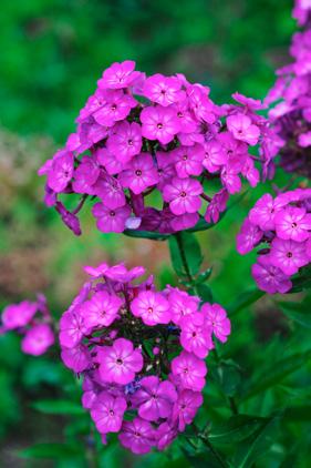 großen Blüten, blühend, Höhe