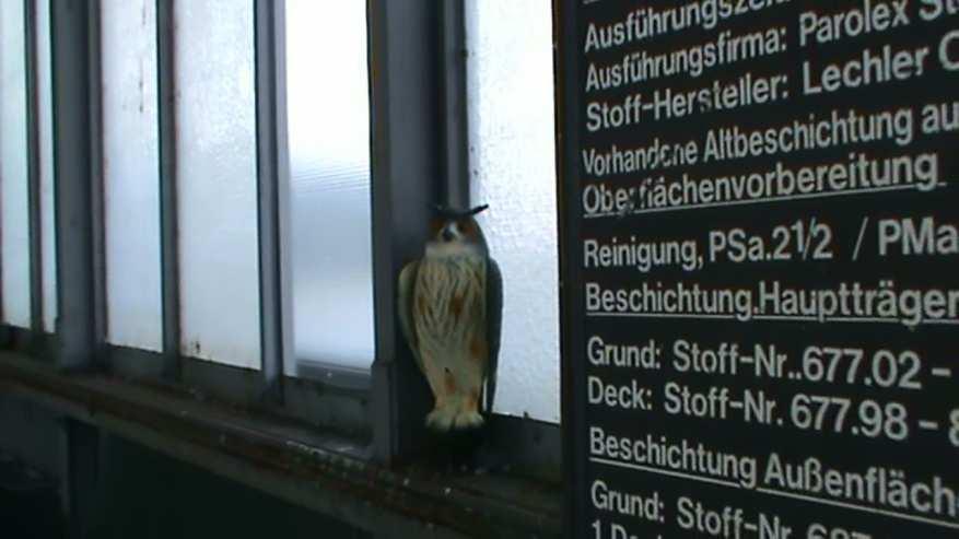 Die Bahnhofshalle wurde zu diesem Zeitraum von ca. 75 Tauben +/- 5 frequentiert. Im Umkreis des Starnberger Seitenbahnhofs konnten 32 Tauben +/- 5 ermittelt werden.