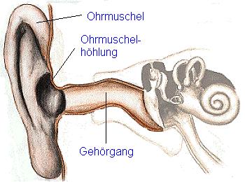 2 ) Physiologie des Ohres 2.1 ) Die "Bestandteile" des Ohres 2.1.1 Das äußere Ohr Das äußere Ohr erfüllt die Aufgabe der Schalleitung aus der Umwelt zum Trommelfell.