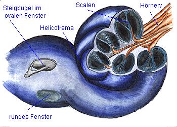 2.1.3 Das Innenohr Das Innenohr enthält das Gleichgewichtsorgan und das eigentliche Hörorgan, das wegen seiner Form auch Schnecke (Cochlea) genannt wird.