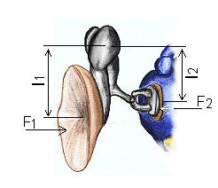 2.3.2 Wirkung der Längenverhältnisse der Gehörknöchelchen Aufgrund der Längenverhältnisse der wirksamen Hebelarme der Gehörknöchelchen und ihrer Lage zueinander, wird die Auslenkung der