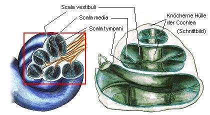 2.6 ) Das Innenohr 2.6.1 Der Aufbau der Schnecke (Cochlea) Die Schnecke besteht aus einer knöchernen Hülle, die drei übereinader liegende spiralig aufgewickelte konische Röhren enthält.