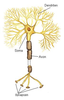 untereinander verbunden sind. 2.7.1 Die grundlegende Einheit des Nervensystems - Das Neuron Das Neuron stellt die funktionelle und strukturelle Einheit des Nervensystems dar.
