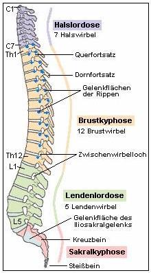 Einleitung freien Wirbel werden wiederum in sieben Halswirbel (Vertebrae cerivales), zwölf Brustwirbel (Vertebrae thoracicae) und fünf Lendenwirbel (Vertebrae lumbales) unterteilt.