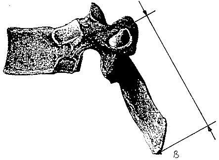 Material und Methoden Abbildung 37: Messpunkte der Länge der Dornfortsätze Die Abbildung zeigt die Messpunkte für den Gleitzirkel aus der lateralen Ansicht des Wirbels.