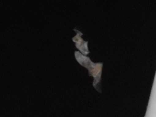 Bevor wir jedoch die Fledermäuse telemetrieren konnten, mussten wir warten, bis sie ausflogen. In Konstanz flogen die Weißrandfledermäuse während unserer Beobachtungen zwischen 20.45 und 21.