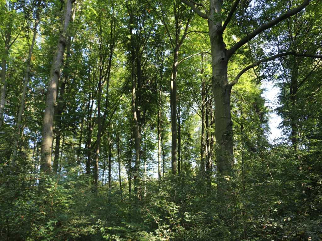 Foto: Wolfgang Fricker Foto: Wolfgang Fricker WALDNATURSCHUTZ IM GEMEINDEWALD Waldnaturschutz im Gemeindewald Höchberg Im nachhaltig und naturnah bewirtschafteten Gemeindewald hat