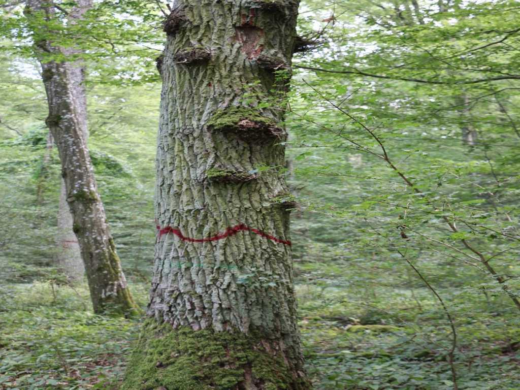 WALDNATURSCHUTZ IM GEMEINDEWALD Biotopbäume Biotopbäume sind nicht wirtschaftlich, sondern vor allem ökologisch besonders wertvolle Bäume im Wald.