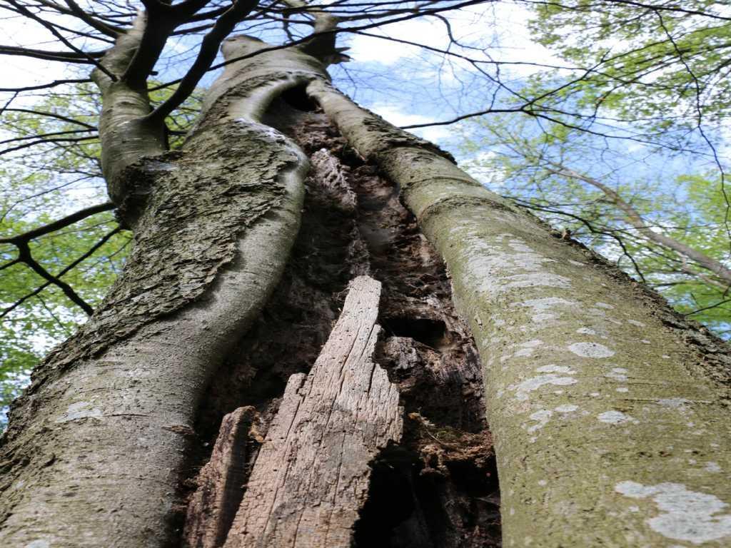 Für die Vielfalt im Wald sind die Biotopbäume wesentliche Bausteine und dienen als Trittsteine für viele seltene Tierarten.