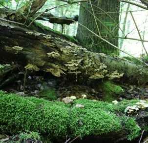 WALDNATURSCHUTZ IM GEMEINDEWALD Totholz Unter Totholz sind stehende abgestorbene oder liegende Bäume oder Baumteile zu verstehen, die im Wald liegen bleiben