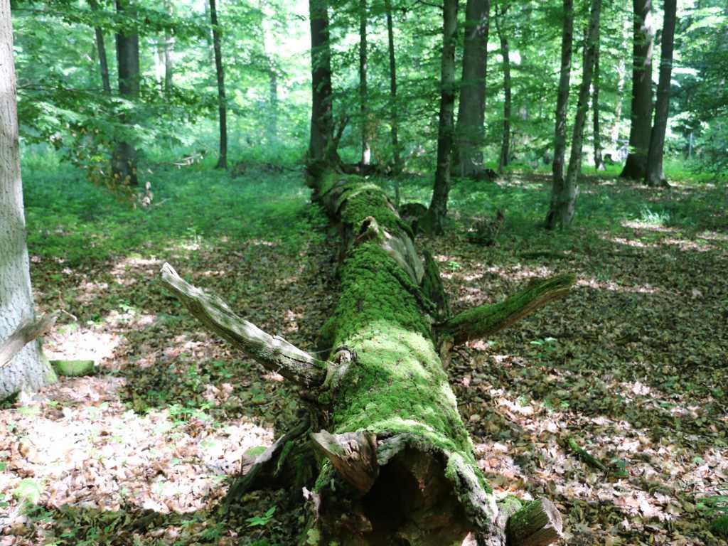 Dieses Moderholz speichert Wasser und gibt seine Nährstoffe in den Mengen an den Boden ab, die von den Waldbäumen aufgenommen werden können.