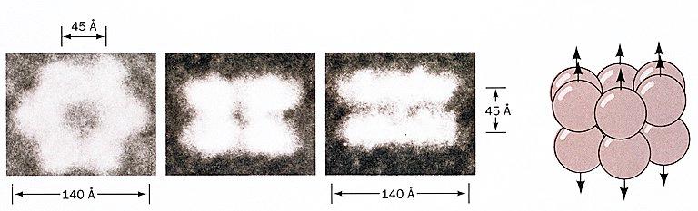 Elektronenmikroskopie kann Hinweise auf oligomere Symmetrien geben Aufsicht verschiedene Seitenansichten