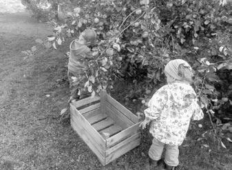 Wir fahren zur Apfelernte nach Chursdorf An einem schönen Tag im August fuhren die Kinder der roten und gelben Gruppe mit ihren Erzieherinnen nach Chursdorf zu Piehler s, um Äpfel zu ernten.