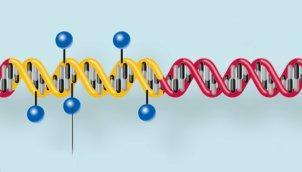 Ein wichtiger epigenetischer Mechanismus ist die DNA-Methylierung: Angelagerte Methylgruppen verhindern, dass der entsprechende DNA-Abschnitt abgelesen werden kann.