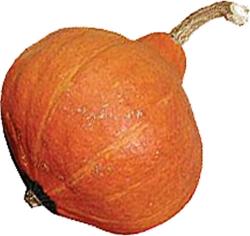 Maxima-Kürbisse Hubbard Hubba Hubba F1 [2115] Orange Magic F1 [2120] (Cucurbita maxima) Leuchtender Mini-Hubbard. Buschförmige Pflanze.