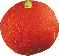 Pflanze: rankend; Fruchtform: rot orange, etwas kreiselförmig; Fruchtgrösse (DxH): 15 x 15-20 cm; Fruchtfleisch: gelb-orange, dick, feinkörnig, ausgewogener Geschmack, knackig-süss bis