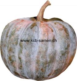 ++++; Gewicht: 4-6 kg; Reifezeit: 110 Tage; KCB-Empfehlung: D (Cucurbita moschata) Sorte aus der Karibik, wird sehr selten angeboten.