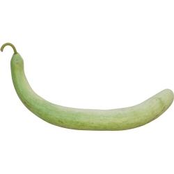 Früchte hellgrün, sehr schlank, die bei optimaler Kultur eine Länge von über 2 Meter erreichen können. Bei einer Länge von 2.20 m, kann die Frucht 6.7 kg wiegen.