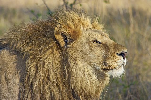 Afrikanischer Löwe Der bedrohte König Hintergrundinformationen zu CITES 2016 Johannesburg 24. September bis 5.