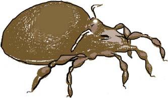 Pseudoskorpion 4 Größe: 4 mm Nahrung: Insektenlarven, Springschwänze und Milben, die Beute wird mit