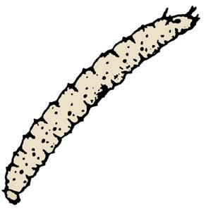 Fliegenlarven 0 Größe: Pilzmückenlarve (Größe: bis 8 mm) Schnakenlarve (Größe: 25