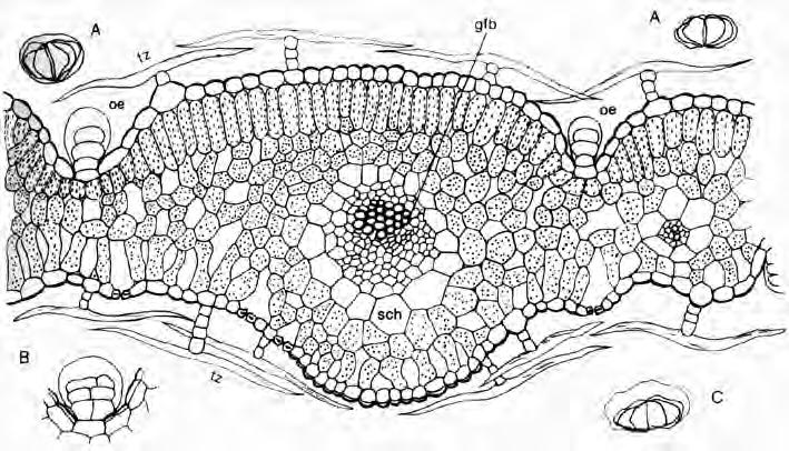 Blatt Beispiele: Absinthii herba (Wermutkraut) bifaziales Blatt, anomocytische