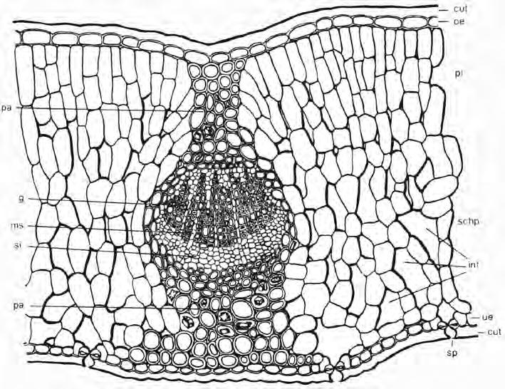 Uvae ursi folium (Bärentraubenblätter) bifaziales Blatt,