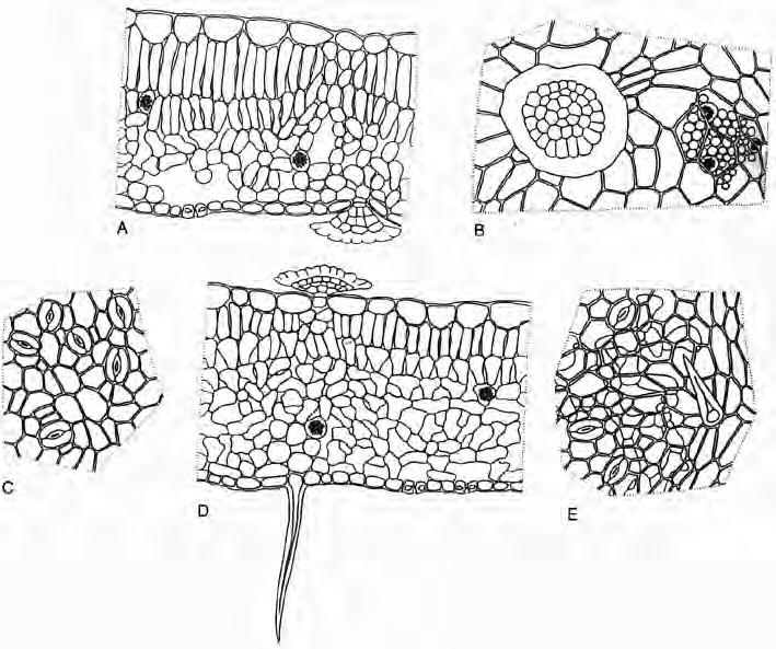 Betulae folium (Birkenblätter) bifaziales Blatt, Schleimführende Epidermis, anomocytische Spaltöffnungen,