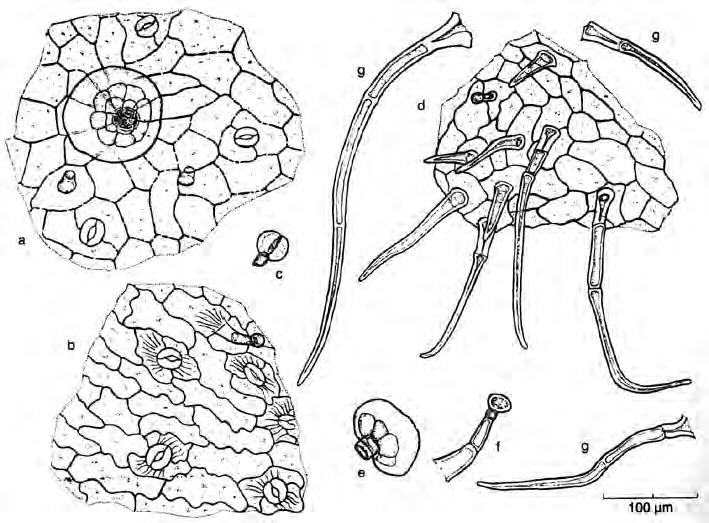 Salviae folium (Salbeiblätter) diacytische Spaltöffnungen, mit typischen Lamiaceen- Drüsenschuppen (8 Sekretzellen),