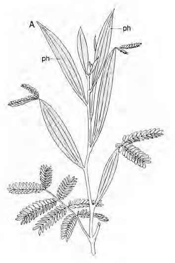 Blatt Metamorphosen Phyllodium = flächig