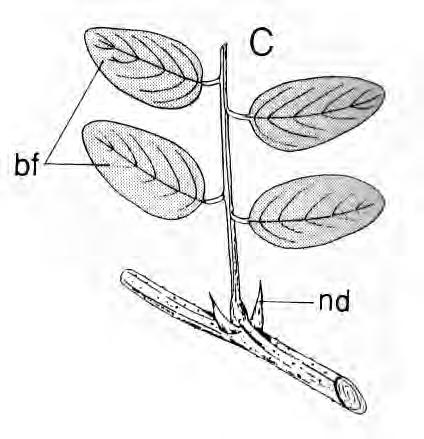 b. Acacia heterophylla Blattdornen z.b.
