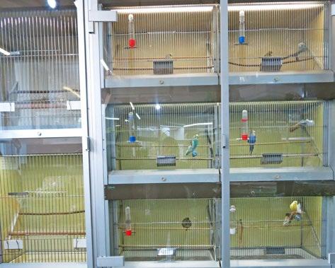 Auf Anfrage sagte die Verkäuferin, dass viele der Vögel im Geschäft ältere Ersatztiere (zwei bis drei Jahre alt) seien, die an Kunden abgegeben werden, denen ein Tier verstorben ist.