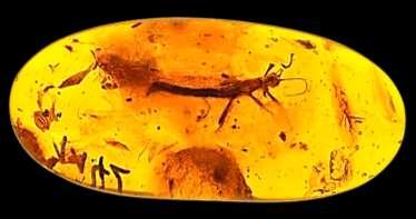 Z 1.3 Fossilien Spuren aus der Vergangenheit Einschluss Ein schwüler Tag vor 35 Millionen Jahren. Das kleine Insekt schwirrt durch den dichten Nadelwald.