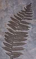Ginkgoblatt Farnblatt Pfeilschwanzkrebs Fossil eines Ginkgoblattes Fossil eines Farnblattes Fossil eines