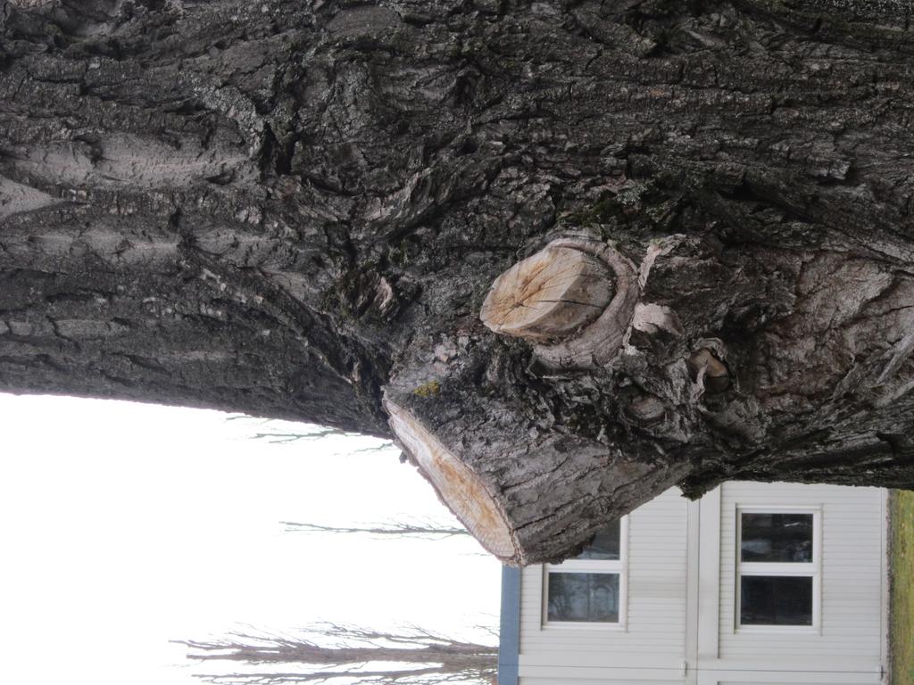 Problemfall: Baumschäden Häufiger als erwartet treten Baumschäden auf und können ein Grund für Fällungen sein.