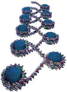 Die Verpackung der DNA im Chromatin. Etwa 200 Nukleotide sind pro Nukleosom um einen Kern (grünblau) von acht Histonproteinen gewunden.