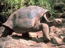 Die Riesenschildkröten sind wesentlich größer als die Schildkröten auf dem Festland. Es wird angenommen, dass die Schildkröten mit Treibgut vom Festland auf die Inseln geschwemmt wurden.