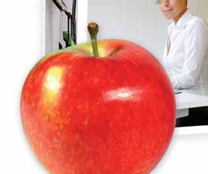 High-End Digitaldruck (Fogra zertifiziert), bzw. Offsetdruck, 4-farbig, ganz individuell nach Ihren Vorlagen. 1 grüner Apfel, z.b. Golden Delicious, alternativ 1 roter Apfel, z.