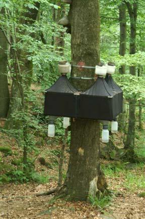 Artenvielfalt Käfer Naturwaldreservate-Forschung des Forschungsinstituts Senckenberg:! Sehr hohe Untersuchungsintensität! 73.000 100.000 Käferindividuen je NWR!