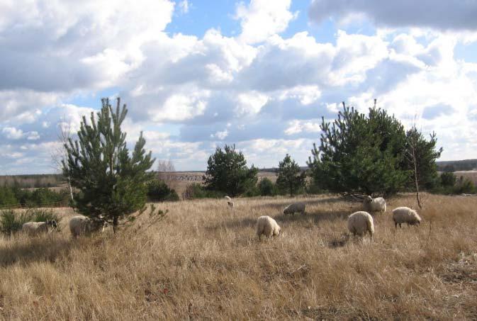 Waldweide mit Schafen und Ziegen (55