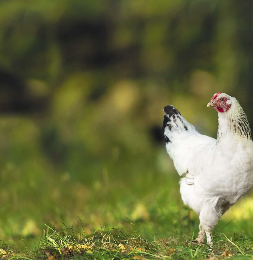 AUF EINEN BLICK Anatomie und Sinne des Huhns Hören Hühner hören gut, wenngleich schlechter als Menschen,