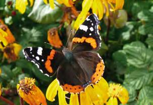 Juli 32 Kleine Schmetterlingskunde Einführung in die Welt heimischer Tagfalter Im Tal der Eulen So, 12.07.