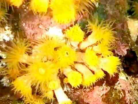 Korallen- Aufbau Ökologie moderner