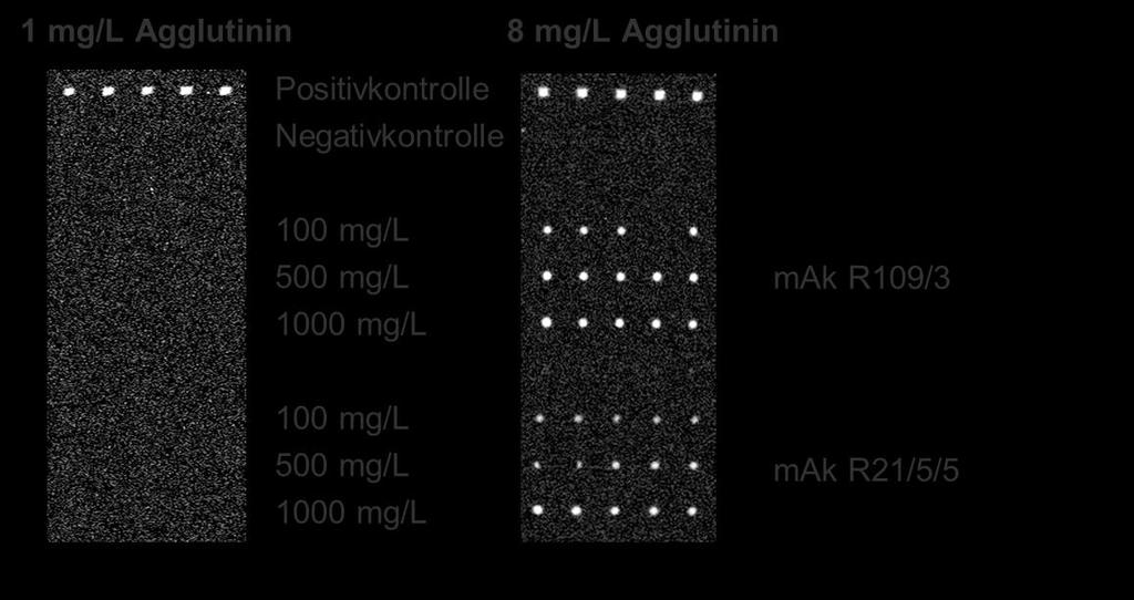 Ergebnisse und Diskussion Abbildung 3.27: Erste Messungen von Agglutinin (links: 1 mg/l, rechts: 8 mg/l) am MCR3. Eine Konzentration von 1 mg/l Agglutinin zeigte keine CL-Signale.